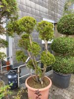 Eibe Taxus media Bonsai PonPon Nordrhein-Westfalen - Simmerath Vorschau