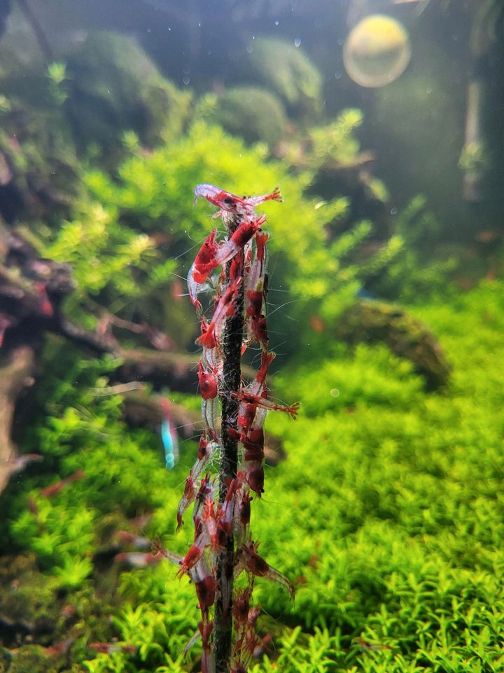 Red Rili Garnelen Neocaridina in Troisdorf