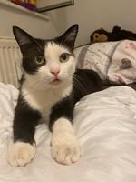 Weibliche Katze Stuttgart - Stuttgart-Süd Vorschau