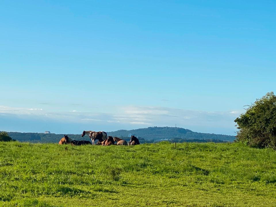 Reitbeteiligung Natural Horsemanship in Wetzlar