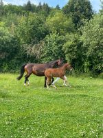 STSW Hengstfohlen Thüringen - Gera Vorschau