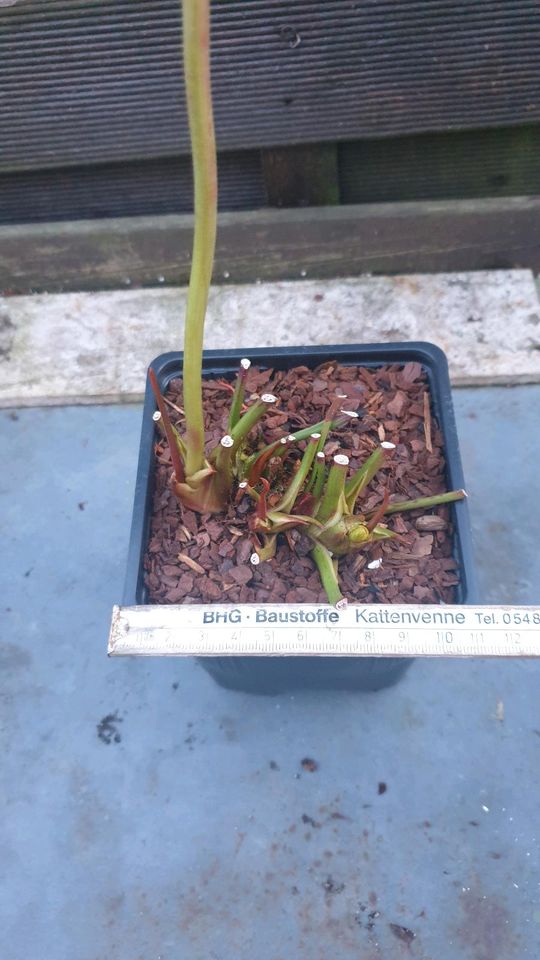 Sarracenia Hybriden, Schlauchpflanze, fleischfressende Pflanzen in Wallenhorst