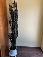 Kaktus Euphorbia ammak Sachsen - Radeburg Vorschau
