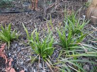 Winterharte grünpflanze, Segge-Gras, Sauergrasgewächs, Ziergras Thüringen - Neustadt an der Orla Vorschau