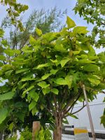 Trompetenbaum Catalpa Nana Halbstamm+ Hochstamm Nordrhein-Westfalen - Soest Vorschau