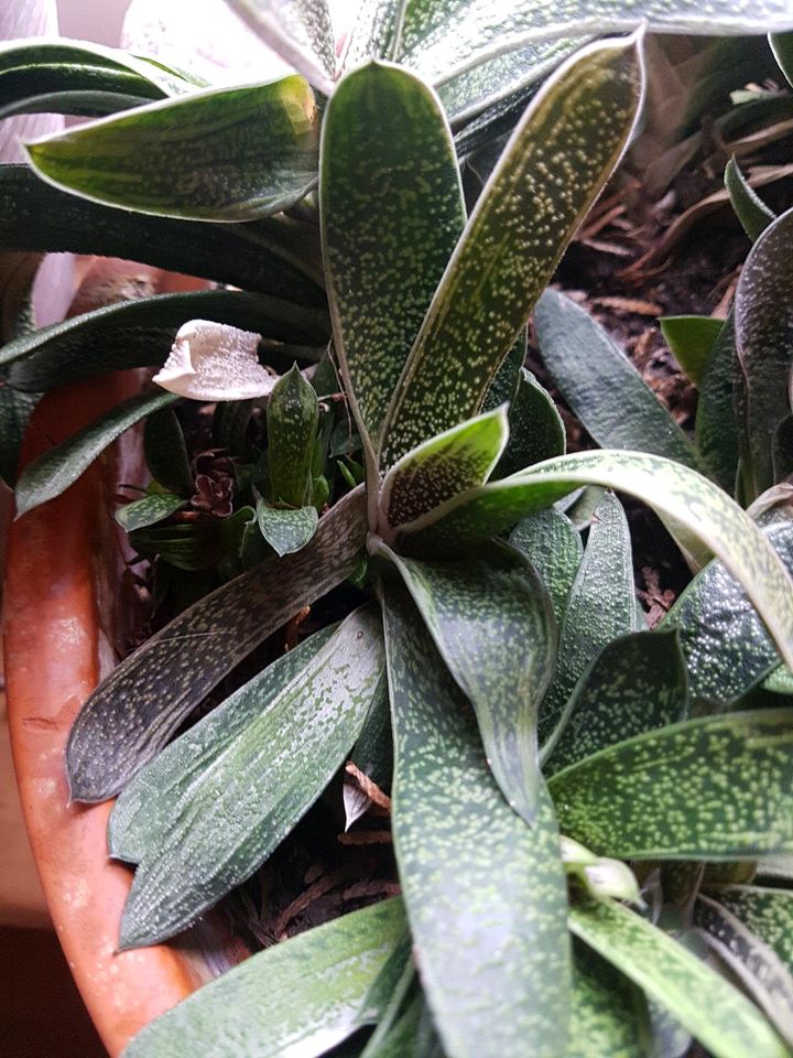 Gasteria, Hirschzunge, Sukkulente in Winnigstedt