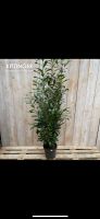 Sale %Kirschlorbeer XXL/Prunus Novita/ Heckenpflanze/190-200cm Hessen - Offenbach Vorschau