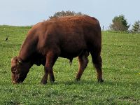 Deutsch Angus Stiere (Bio) Bayern - Holzkirchen Vorschau