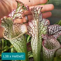 L38 xS. leucophylla Helmuths Delight #2 Weiße Schlauchpflanze Saarland - Sulzbach (Saar) Vorschau
