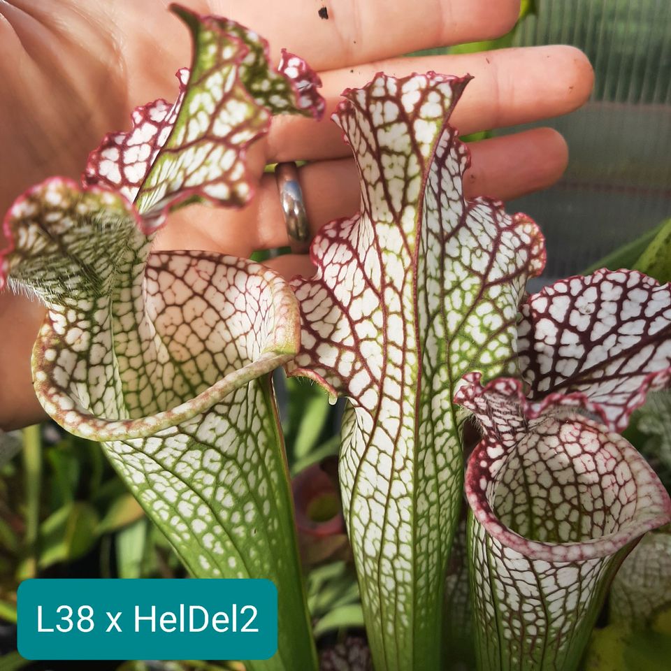 L38 xS. leucophylla Helmuths Delight #2 Weiße Schlauchpflanze in Sulzbach (Saar)