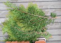 Thuja Rückschnitt Deko Rheinland-Pfalz - Nieder-Olm Vorschau