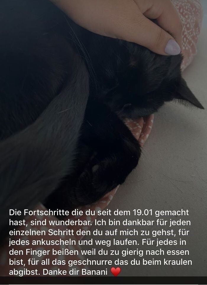 Schüchterne Katzen suchen echte Katzenmenschen ❤️ in Mönchengladbach