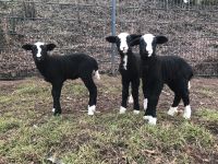 Reinrassige Zwartbles Lämmer, Lamm, Aue, Bock Nordrhein-Westfalen - Gronau (Westfalen) Vorschau