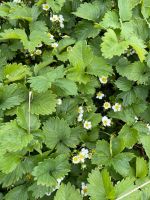 Erdbeeren -Himbeeren -Schnittlauch Pflanzen Garten Nordrhein-Westfalen - Erkelenz Vorschau