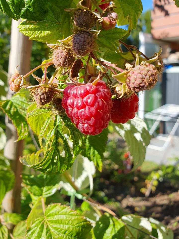 Himbeere neue frische Triebe in Ispringen