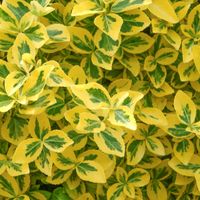 Japanische Spindel Euonymus fortunei 'Emerald 'n Gold' Winterhart Nordrhein-Westfalen - Grefrath Vorschau