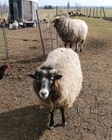 Rohwolle Wolle Alpaka Schaf Shetland Romanov Bergschaf Yak Niedersachsen - Braunlage Vorschau