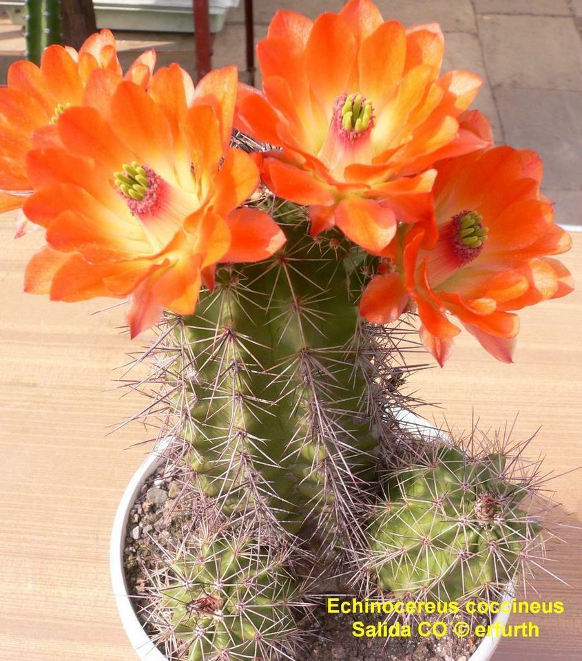 Seltene winterharte Echinocereen / Kakteen zu verkaufen in Sondershausen