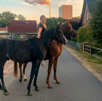 Pony hengst Nordvorpommern - Landkreis - Bad Sülze Vorschau