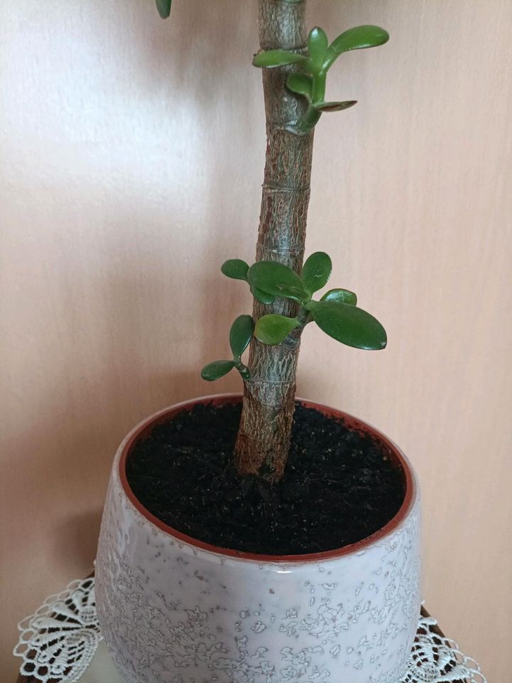 Zimmerpflanze Geldbaum mit Übertopf in Leipzig