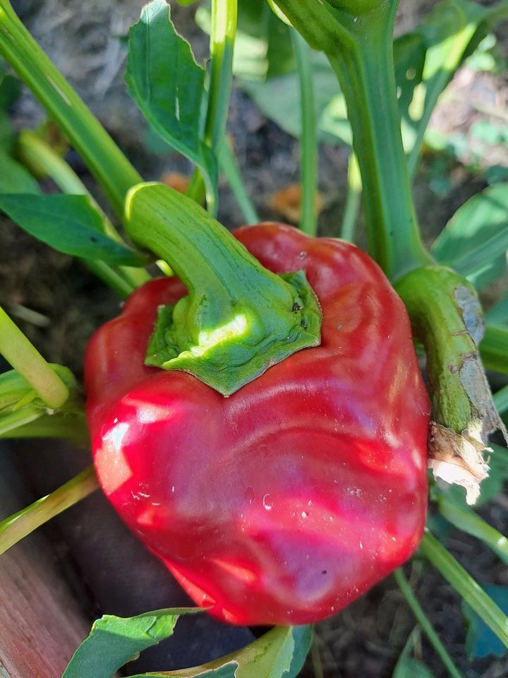 Paprika Samen rot Yolo Wonder in Bensheim