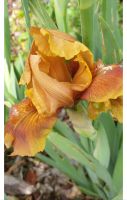 Iris Schwertlilie 1 Rhizome Ocker/gold Niedersachsen - Rehburg-Loccum Vorschau