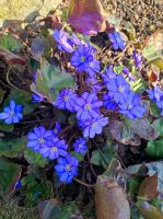 Leberblümchen f. nächste Frühjahr Bayern - Kirchroth Vorschau