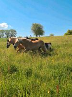 geführtes Ponyreiten/ Ausritt Hessen - Bebra Vorschau