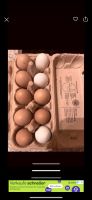 Frische Hühner eier freilandhaltung Sachsen-Anhalt - Niederndodeleben Vorschau