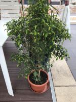 Ficus Zimmerpflanze 110 cm hoch Sachsen-Anhalt - Landsberg (Saalekreis) Vorschau