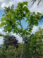 XL Gartenbaum,Catalpa,Trompetenbaum 3,2 m,Gartenpflanze Top Preis Hessen - Gießen Vorschau