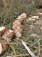 Holz abzugeben größtenteils von Fichten auf ca 30cm zugeschnitten Hessen - Gießen Vorschau