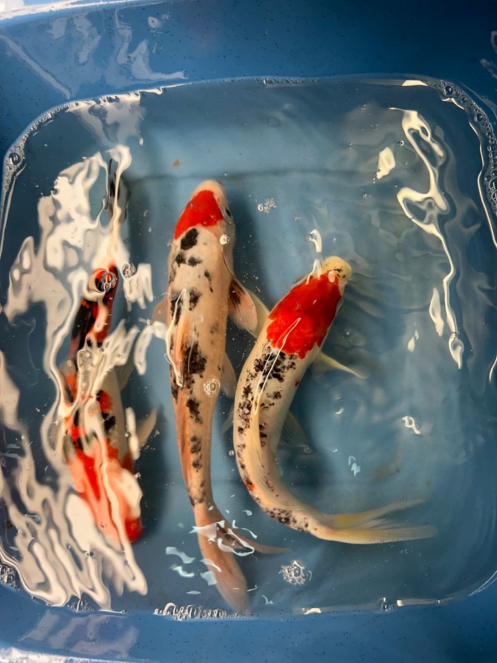 Koi Showa Sanke Kohaku Kujaku Utsuri 25-30cm  Karpfen in Rangendingen