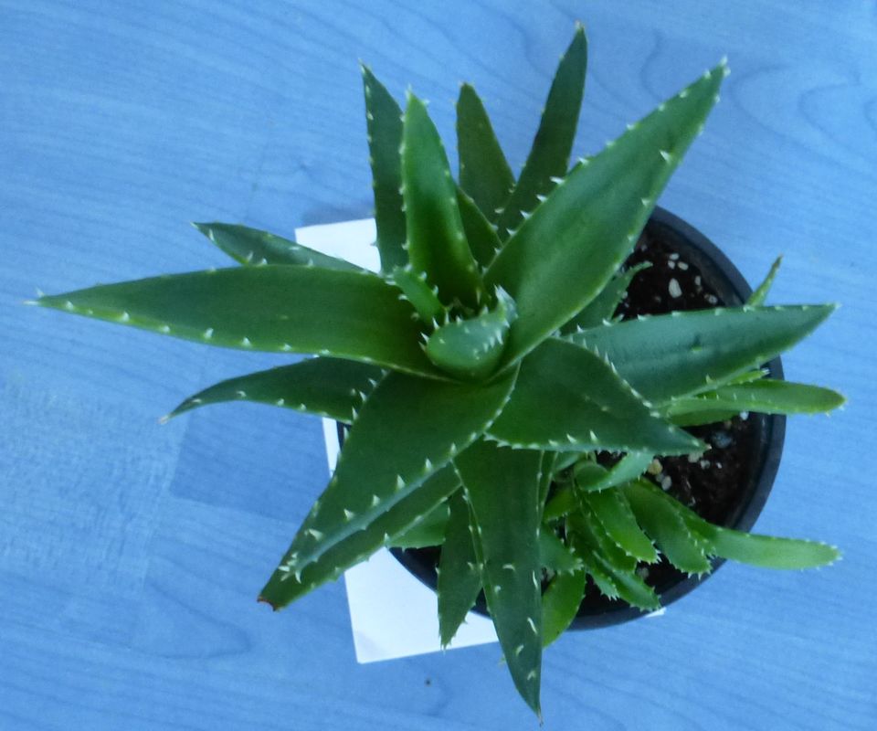 Aloe brevifolia, kurzblättrige Aloe, Sukkulente in Duisburg