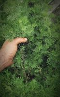 Eberraute/Cola-Strauch (Artemisia abrotanum) Hessen - Biedenkopf Vorschau