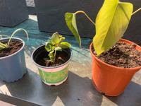 Grünlilie, Palme, Monstera,, Ableger Baden-Württemberg - Rheinstetten Vorschau