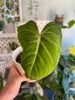 Philodendron Gloriosum Baden-Württemberg - Asperg Vorschau