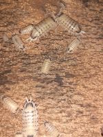 12 Porcellio Nicklesi Rubivan, Asseln, Zierasseln Nordrhein-Westfalen - Oerlinghausen Vorschau