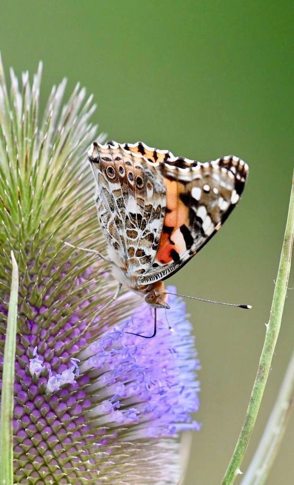 15 Samen Wilde Karde, Distel Insekten Schmetterlinge Garten in Baldham