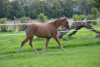 Curly Horse Stute, 2-jährig- Farbenfrohe Schönheit Nordrhein-Westfalen - Barntrup Vorschau