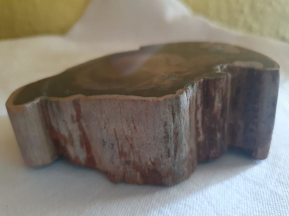 Versteinertes Holz Fossil einseitig poliert in Wesseling