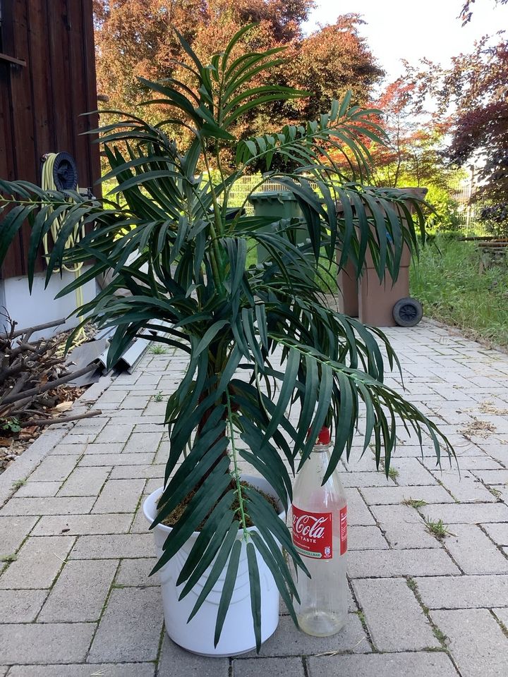 Kunstpflanze künstliche Pflanze Palme in Öhringen