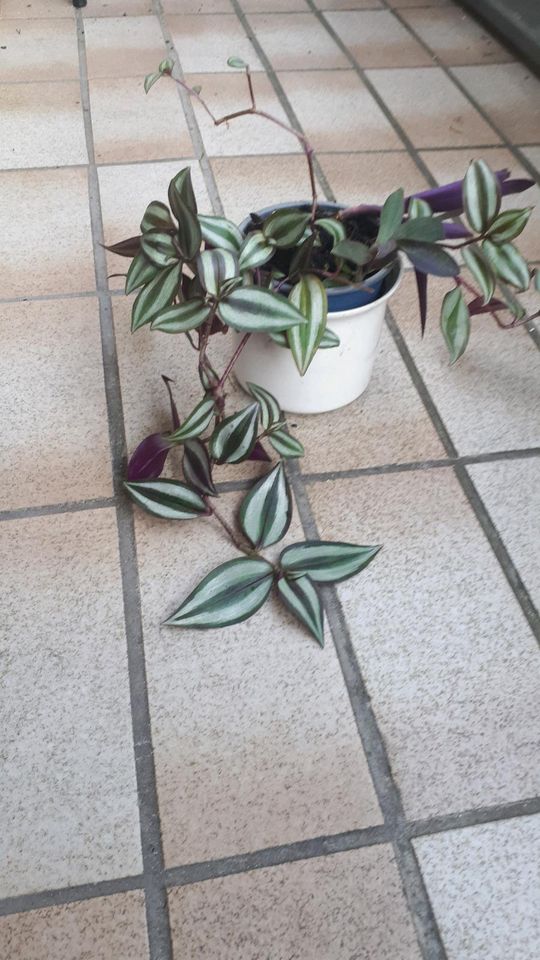 Tradescantia zebrina Zebrakraut Hängepflanze Zimmerpflanze in Herne