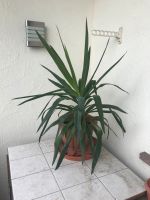 Yucca Palme ca. 80 cm Bayern - Heimertingen Vorschau