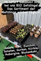 BIO Setzlinge, Tomaten, Gurken, Zucchini, Kürbis, Kohl uvm… Baden-Württemberg - Tiefenbronn Vorschau