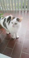 Katzen in liebevolle Hände abzugeben - Preis fiktiv :) Baden-Württemberg - Herrischried Vorschau