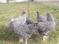 Hühner: Amrocks Hennen zu verkaufen Niedersachsen - Auetal Vorschau