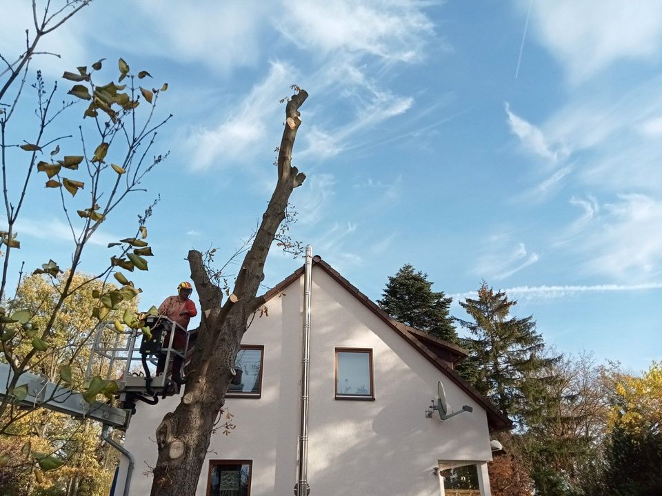 Baum und Gartenpflege in Soltau