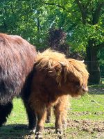 Highland Cattle, Hochlandrind, Kuhkalb, Absetzer Niedersachsen - Wehrbleck Vorschau