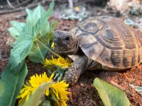 Wir vermissen unsere Griechische Landschildkröte München - Allach-Untermenzing Vorschau